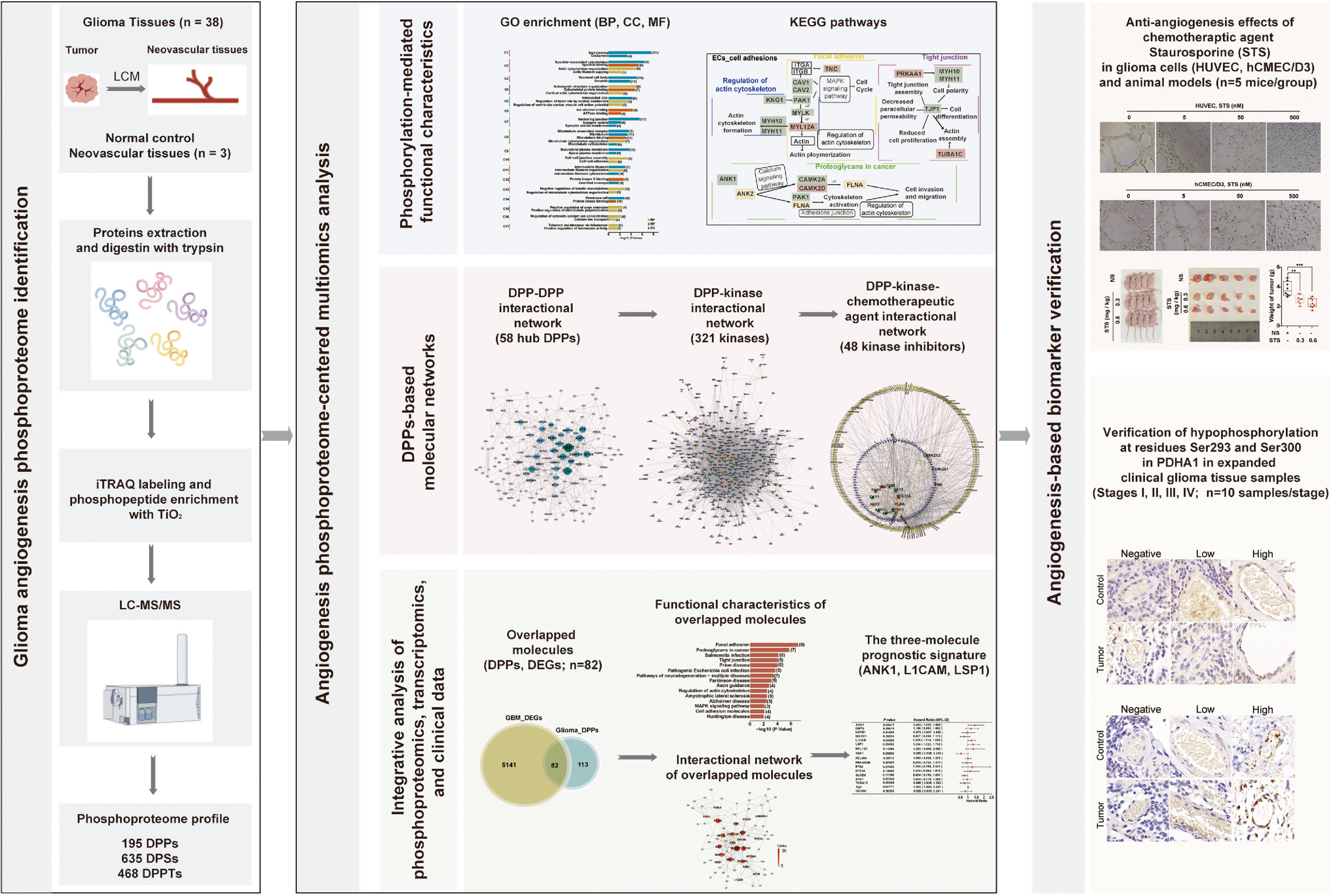 Glioma angiogenesis phosphoproteome landscape and biomarker sets identified with phenome-centered multiomics toward 3P medical approaches