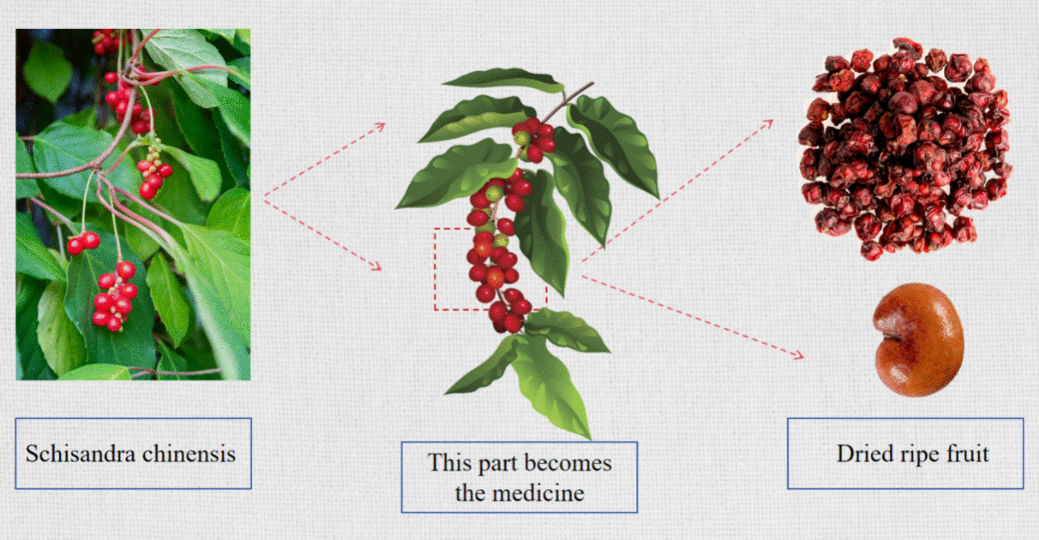 in noncommunicable disease management: therapeutic prospects within the PPPM framework