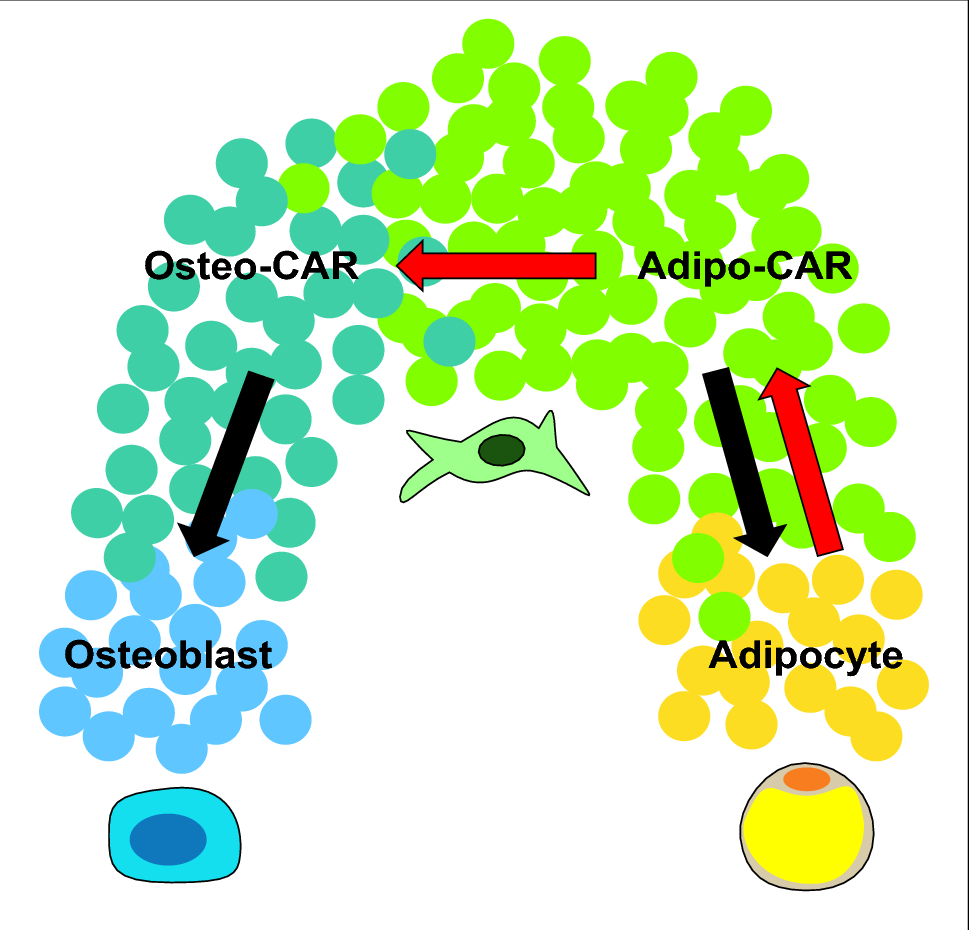The bone marrow microenvironment during homeostasis and after myeloablation