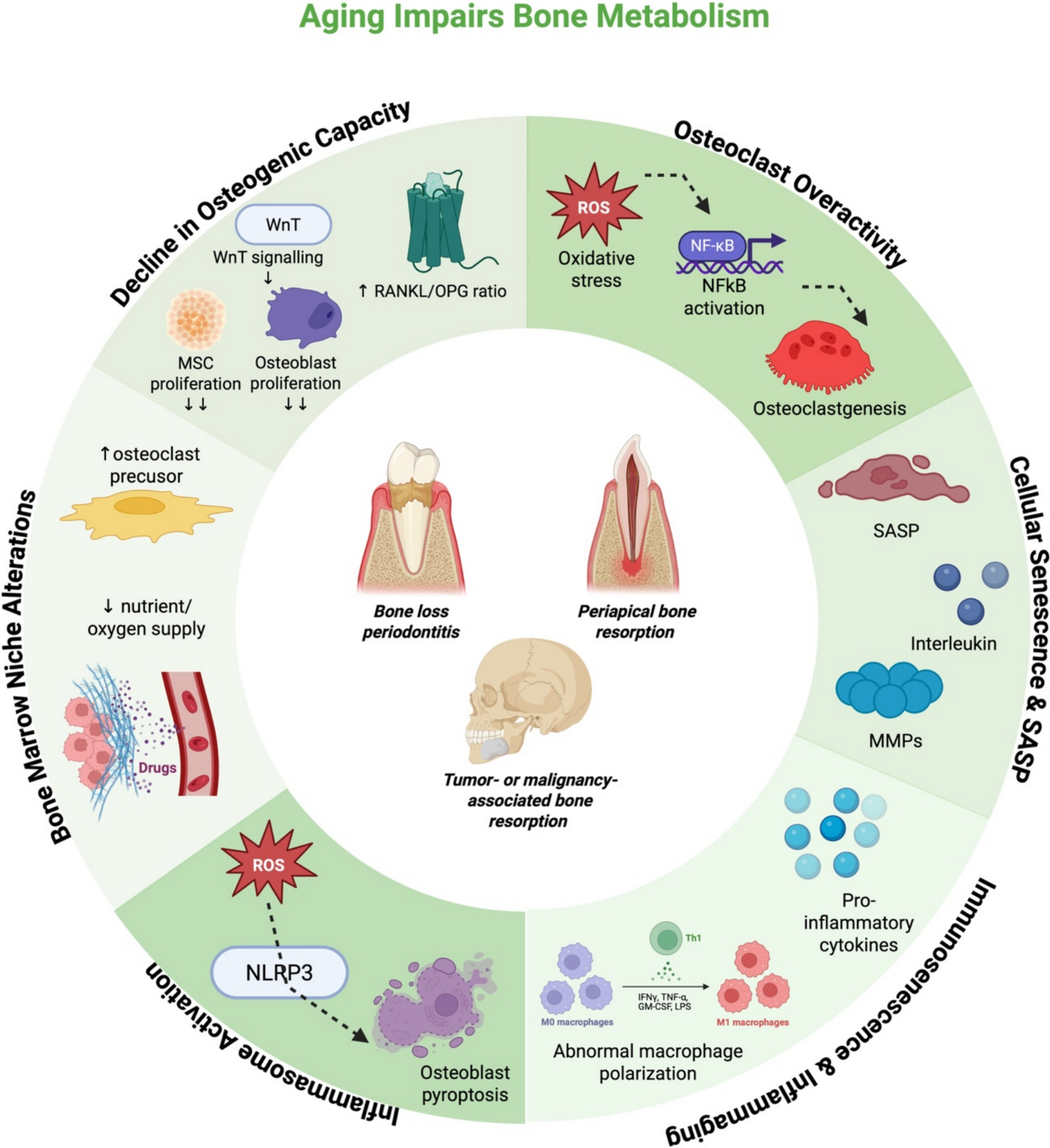 Inflammaging in periodontal, periapical, and malignancy-associated disease: drivers of alveolar bone loss and repair