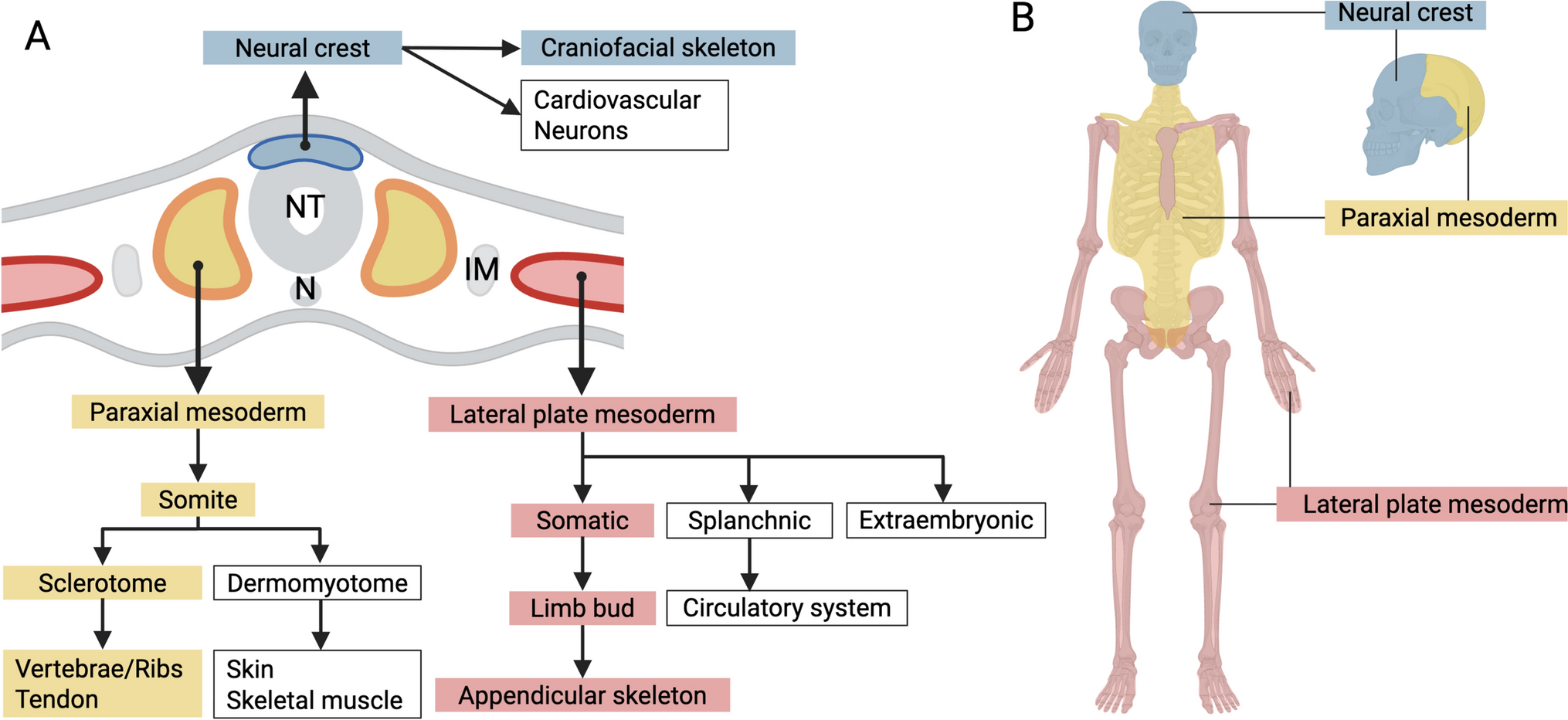 Bridging skeletal stem cell diversity and human skeletal modeling