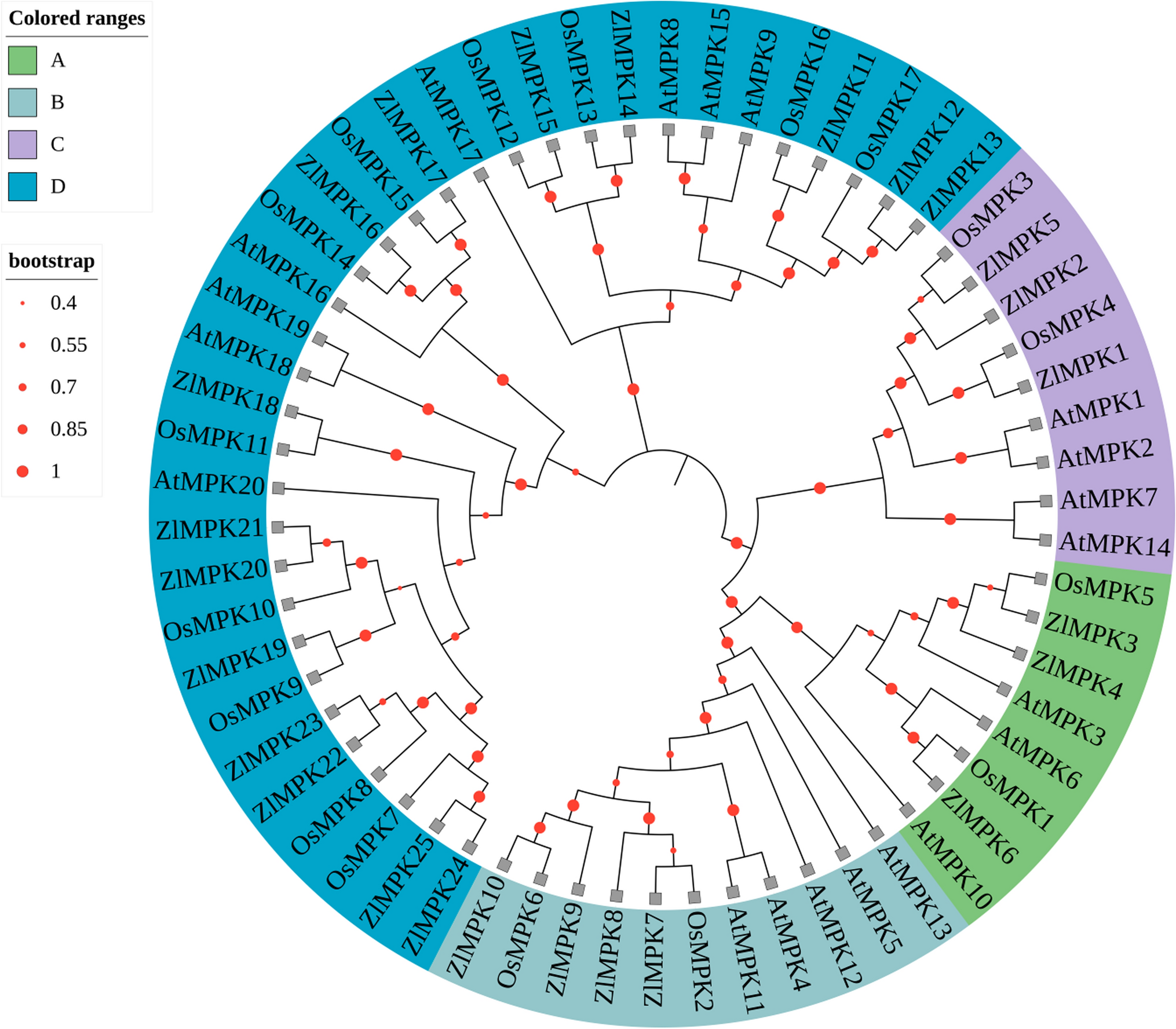 Characteristics of the MAPK gene family in  and  role in response to fungal pathogen infection