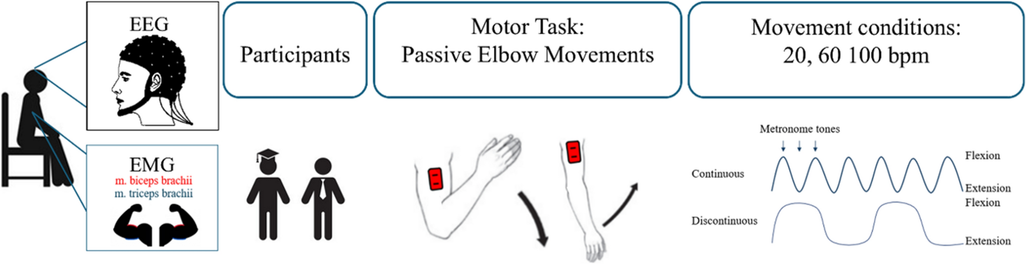 Neurophysiological correlates of passive movements are speed- and type-dependent