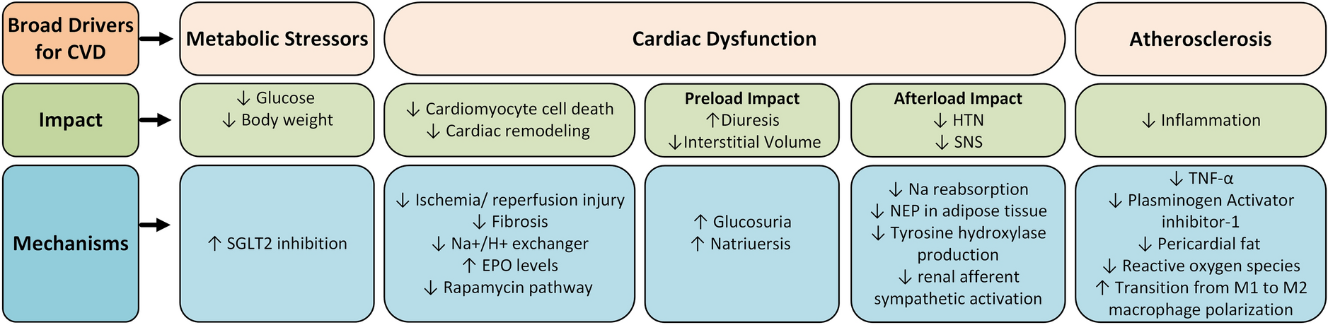 Hitting the Sweet Spot: A Review of SGLT2i in Cardiovascular Medicine