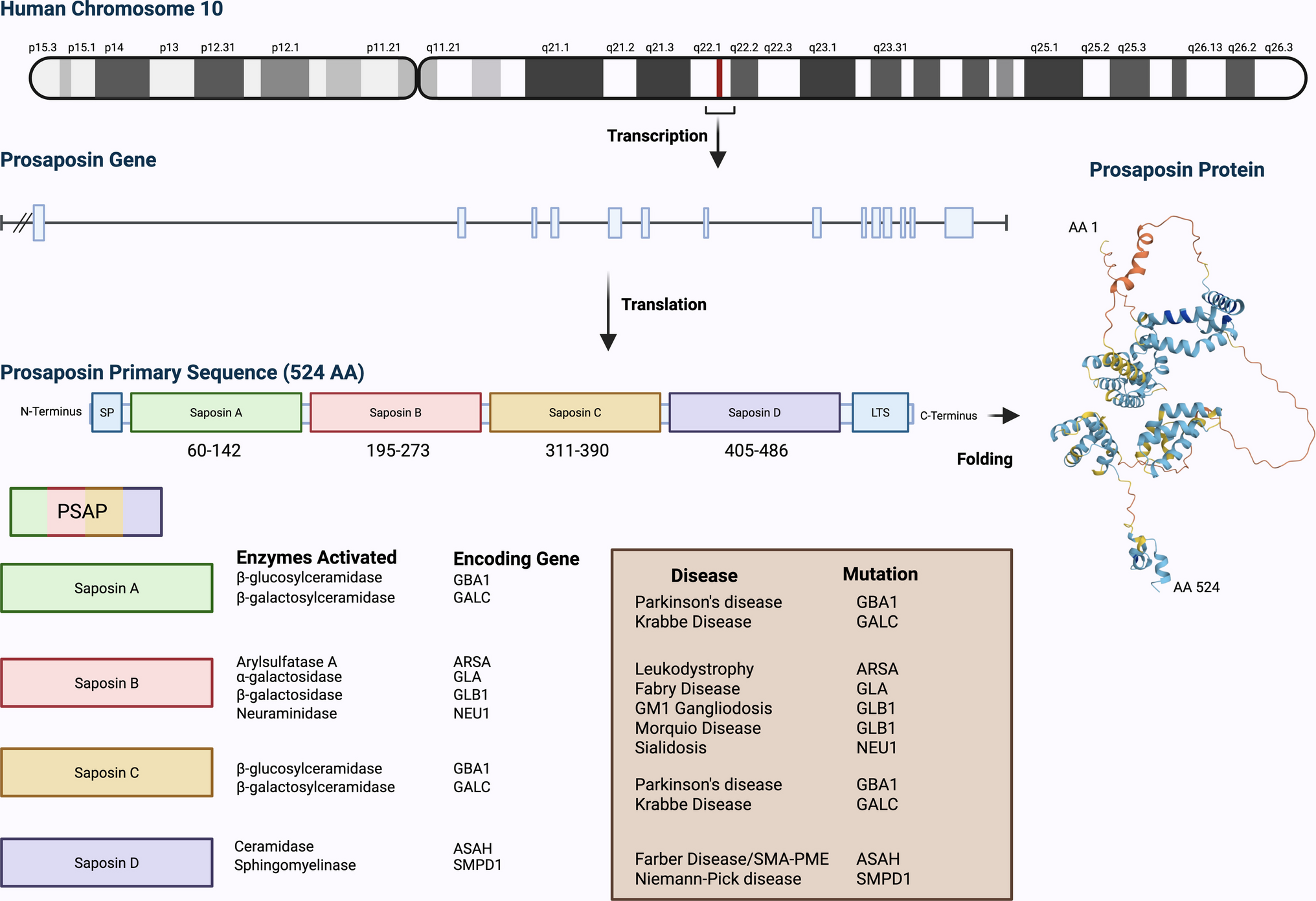Prosaposin in CNS health and disease, metabolic stress and exercise adaptation
