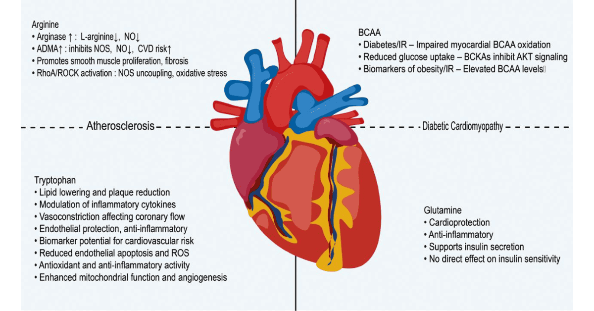 Amino Acid Regulation in Metabolic Heart Disease: Mechanisms and Therapeutic Potential