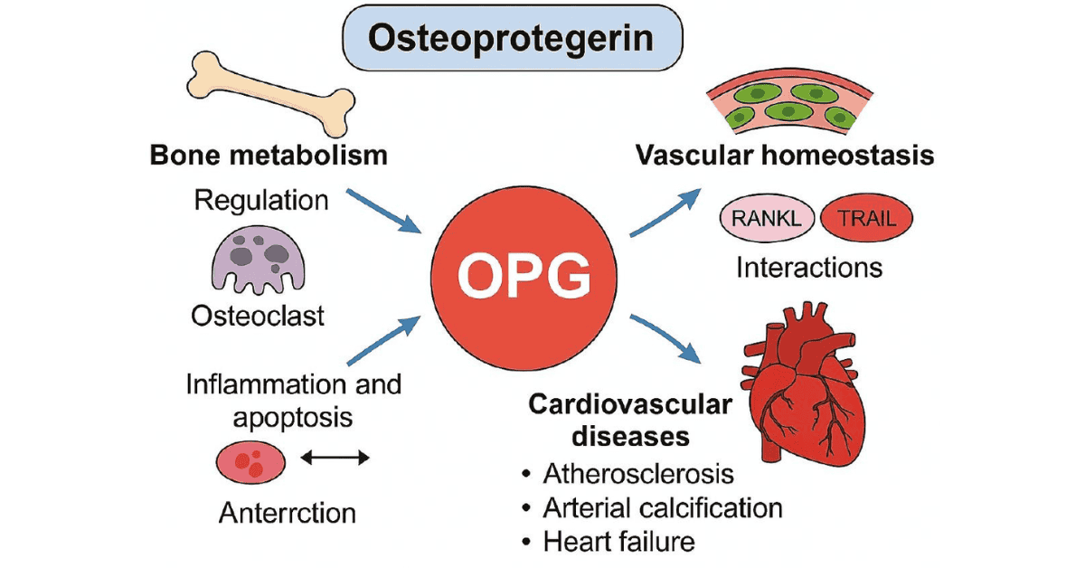 Integrative Mechanisms of Osteoprotegerin in Cardiovascular Pathophysiology