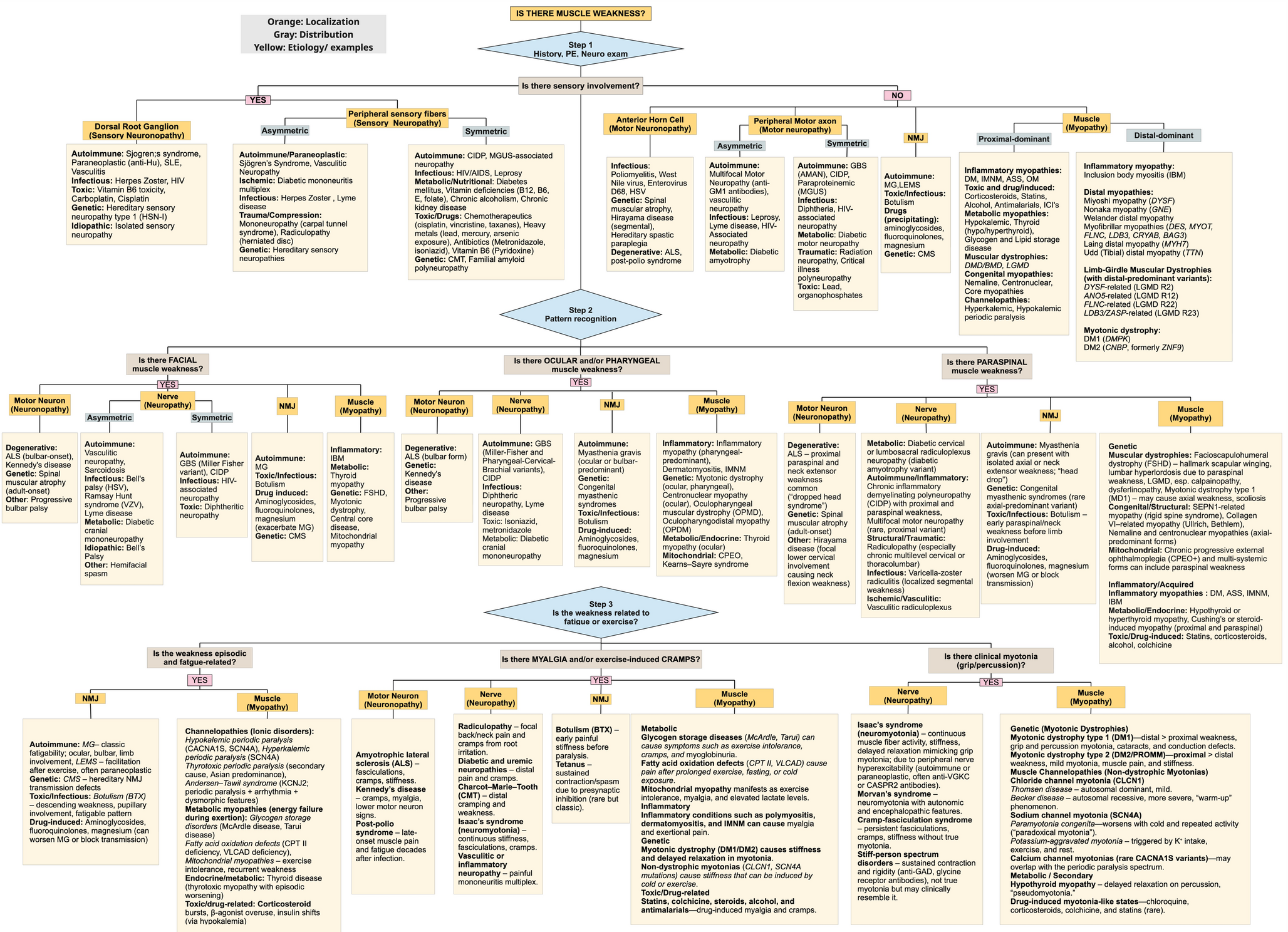 Myopathies in clinical care: a focus on treatable causes