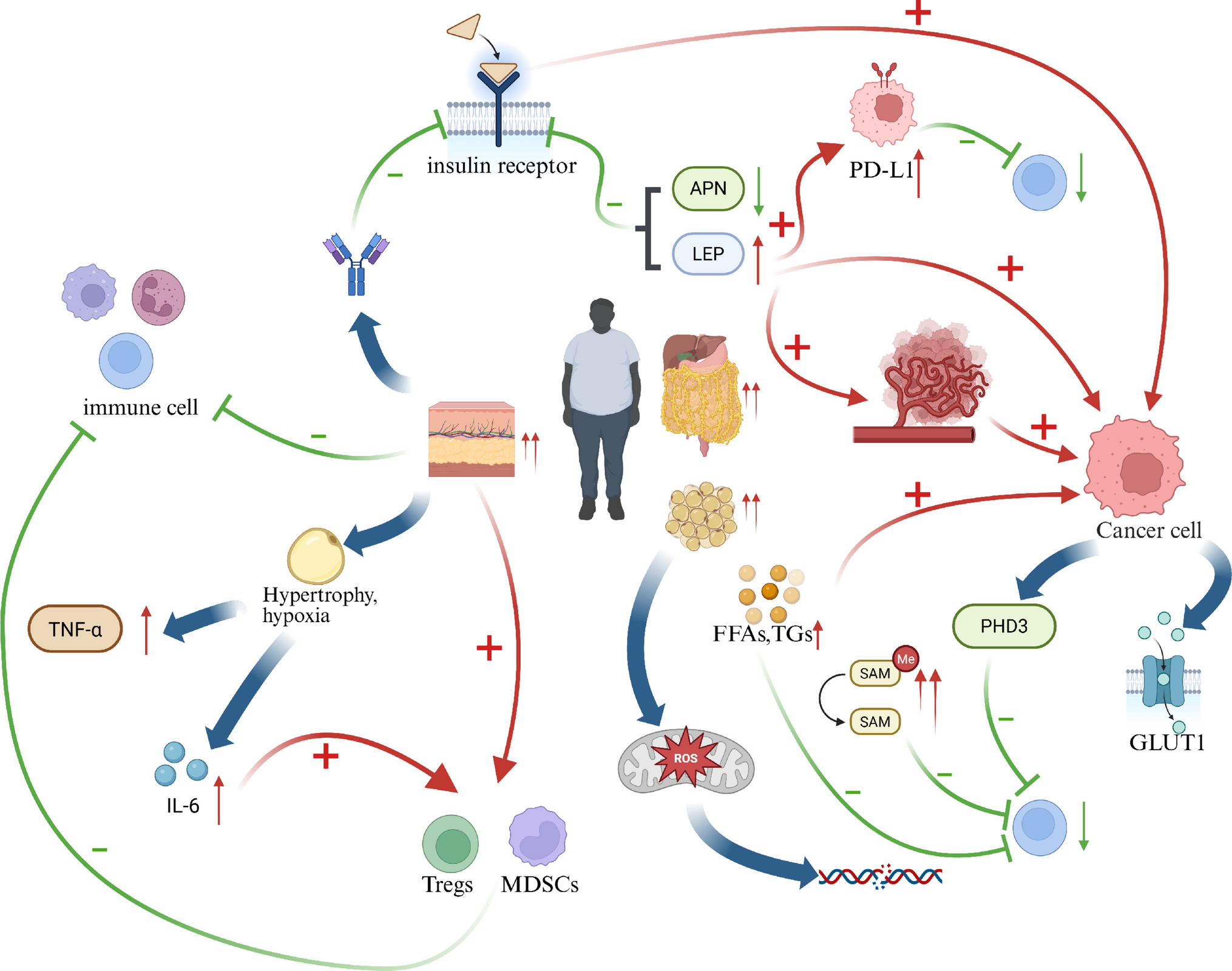 Obesity and melanoma: unraveling the paradoxical survival benefit in immunotherapy