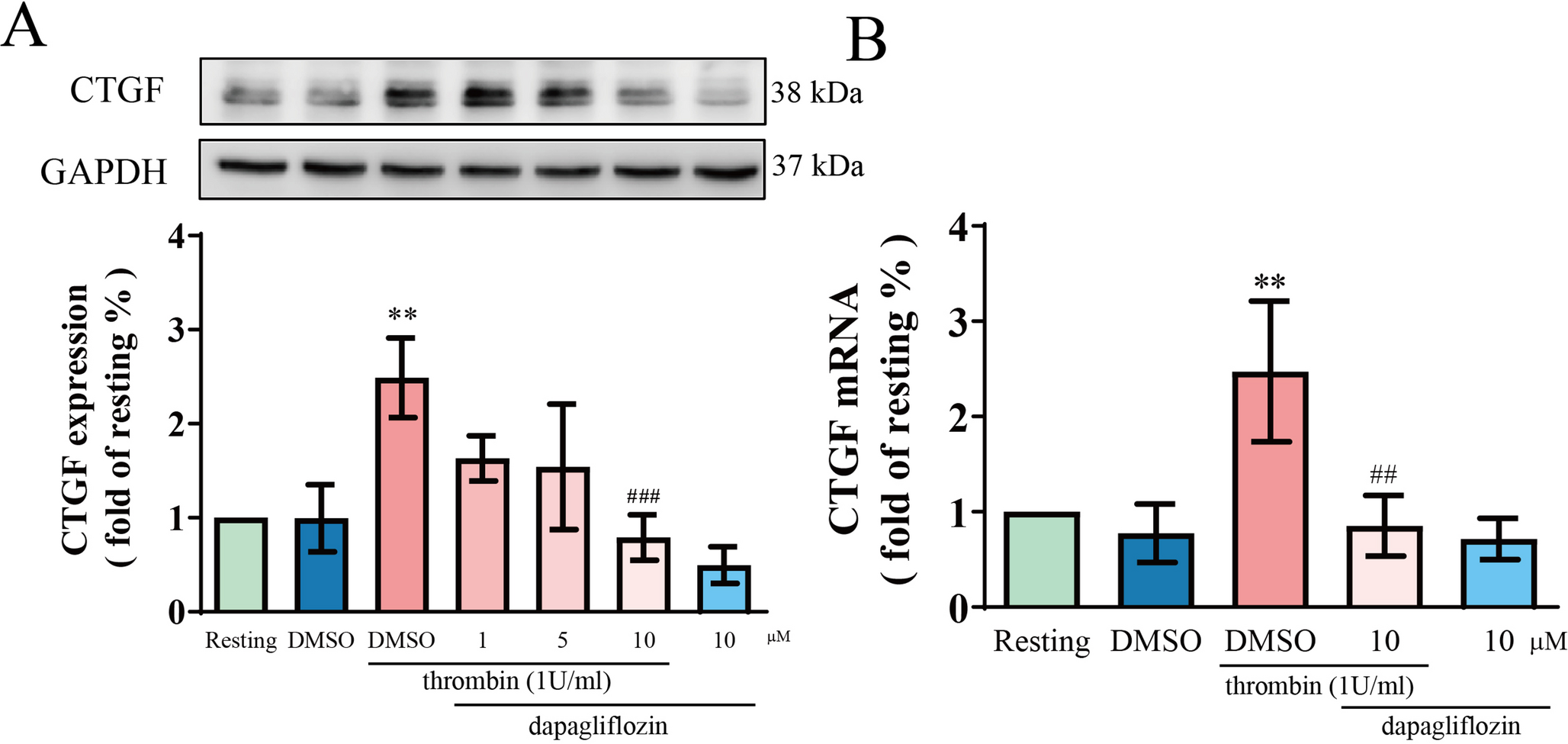 Dapagliflozin Inhibits Thrombin Induced ADAM17 Phosphorylation and Downstream ERK/p-c-Jun-mediated CTGF Induction to Prevent Neointimal Hyperplasia