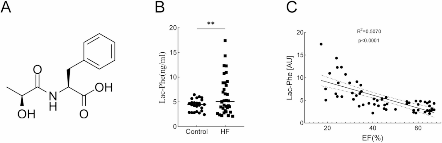 N-Lac-Phe Ameliorates Myocardial Cell Death by Improving Mitochondrial Dysfunction, Ultimately Improving TAC-induced Heart Failure