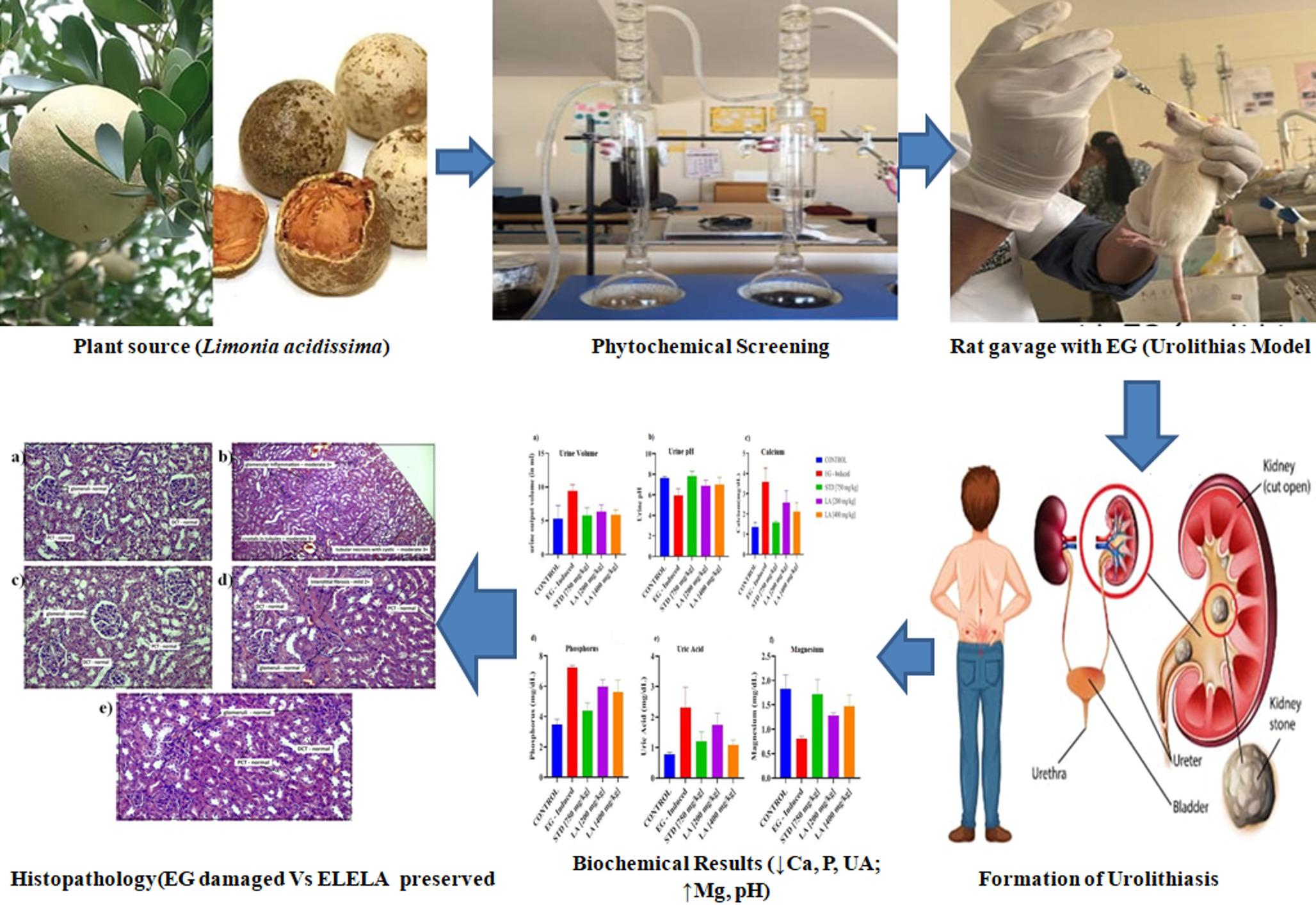 Phytoprotective Effects of  Linn against Crystalline Damage: Examining the Renal Protective Role in Ethylene Glycol-Induced Urolithiasis in Rats