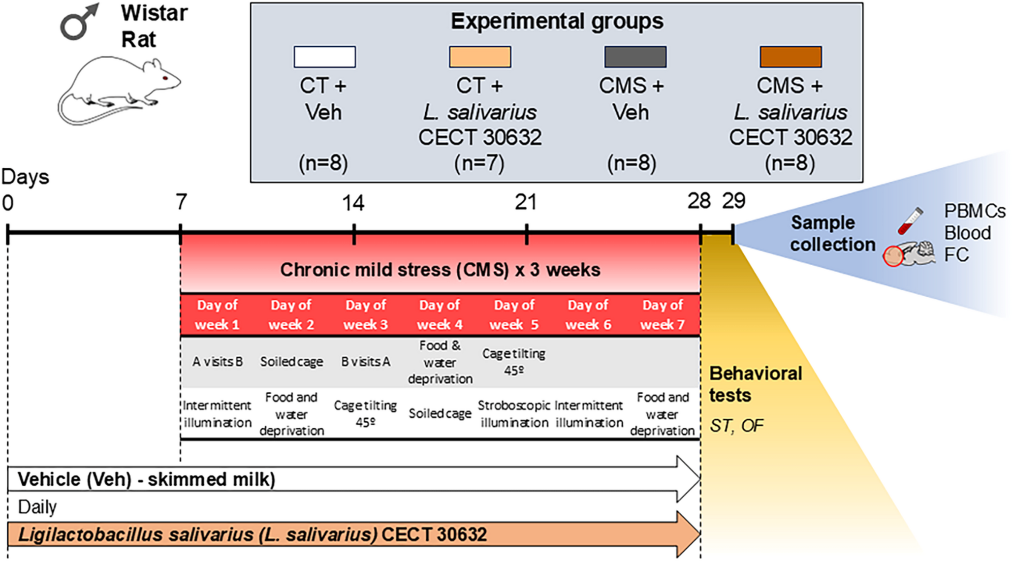 Behavioral, antioxidant, and kynurenine pathway modulation of a specific strain of  in a preclinical model of depression