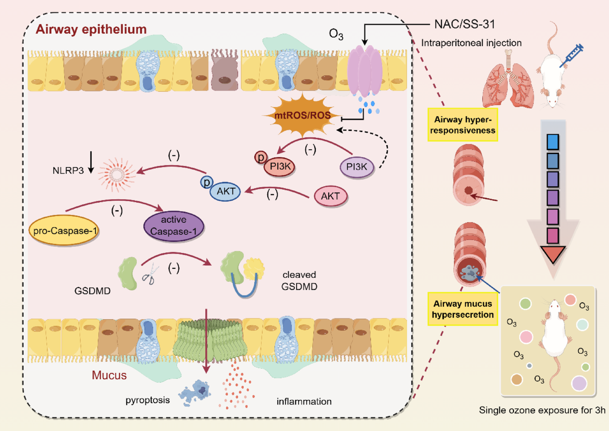 Mechanisms of Anti-Oxidants, N-Acetylcysteine and Elamipretide (SS-31), on Ozone-Induced Airway Hyperresponsiveness and Mucus Hypersecretion