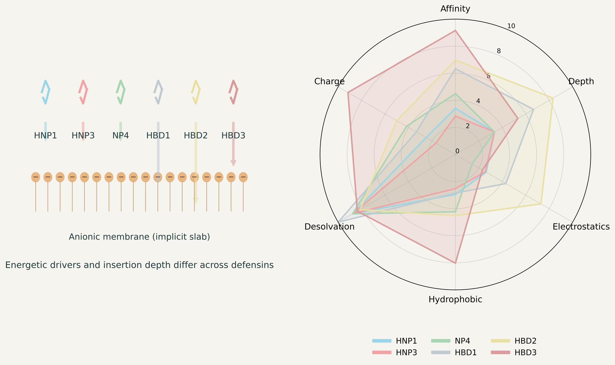 Mechanistic Insights into Human Defensin Antimicrobial Activity from Membrane Simulations