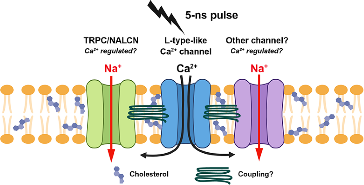 Na Uptake Triggered in Adrenal Chromaffin Cells by a 5-ns Electric Pulse is Facilitated by Ca Influx Via an L-Type-Like Ca Channel Independent of Changes in Membrane Potential