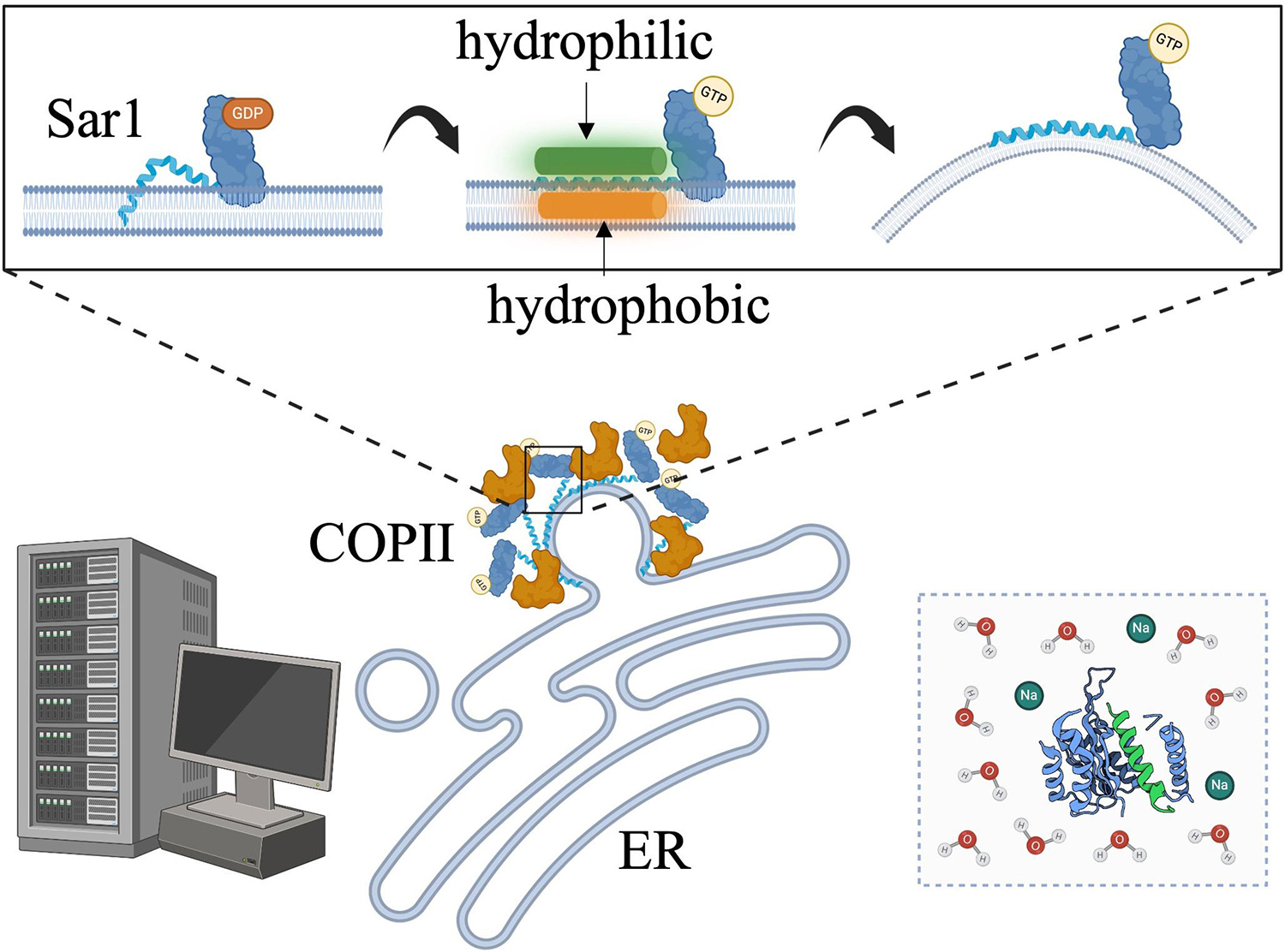 Integrative Multiscale Simulations Uncover the Mechanistic Principles Governing COPII Mediated Vesicle Formation