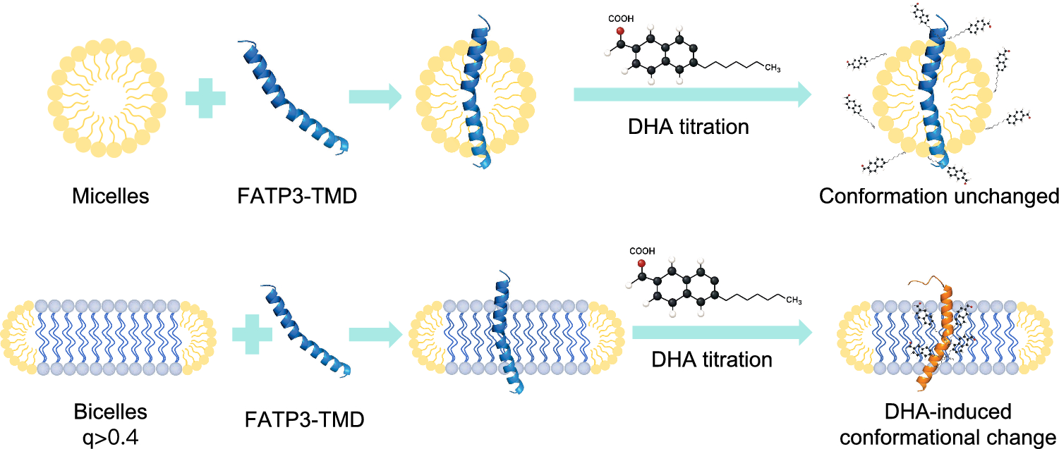 Bilayer-Dependent Recognition of Docosahexaenoic Acid by the Transmembrane Domain of FATP3