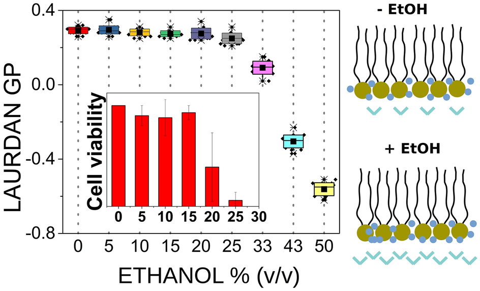 Yeast Membrane Hydration is Maintained Under Ethanol Exposure