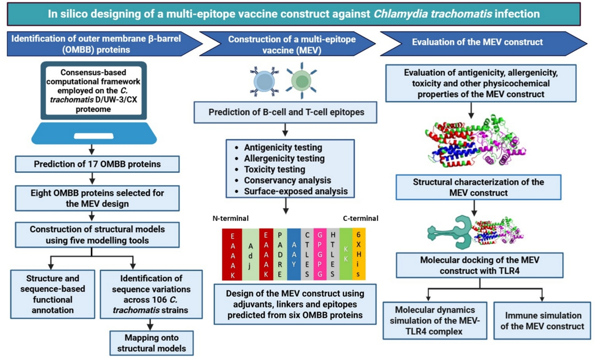Design of a Multi-Epitope Vaccine using β-barrel Outer Membrane Proteins Identified in
