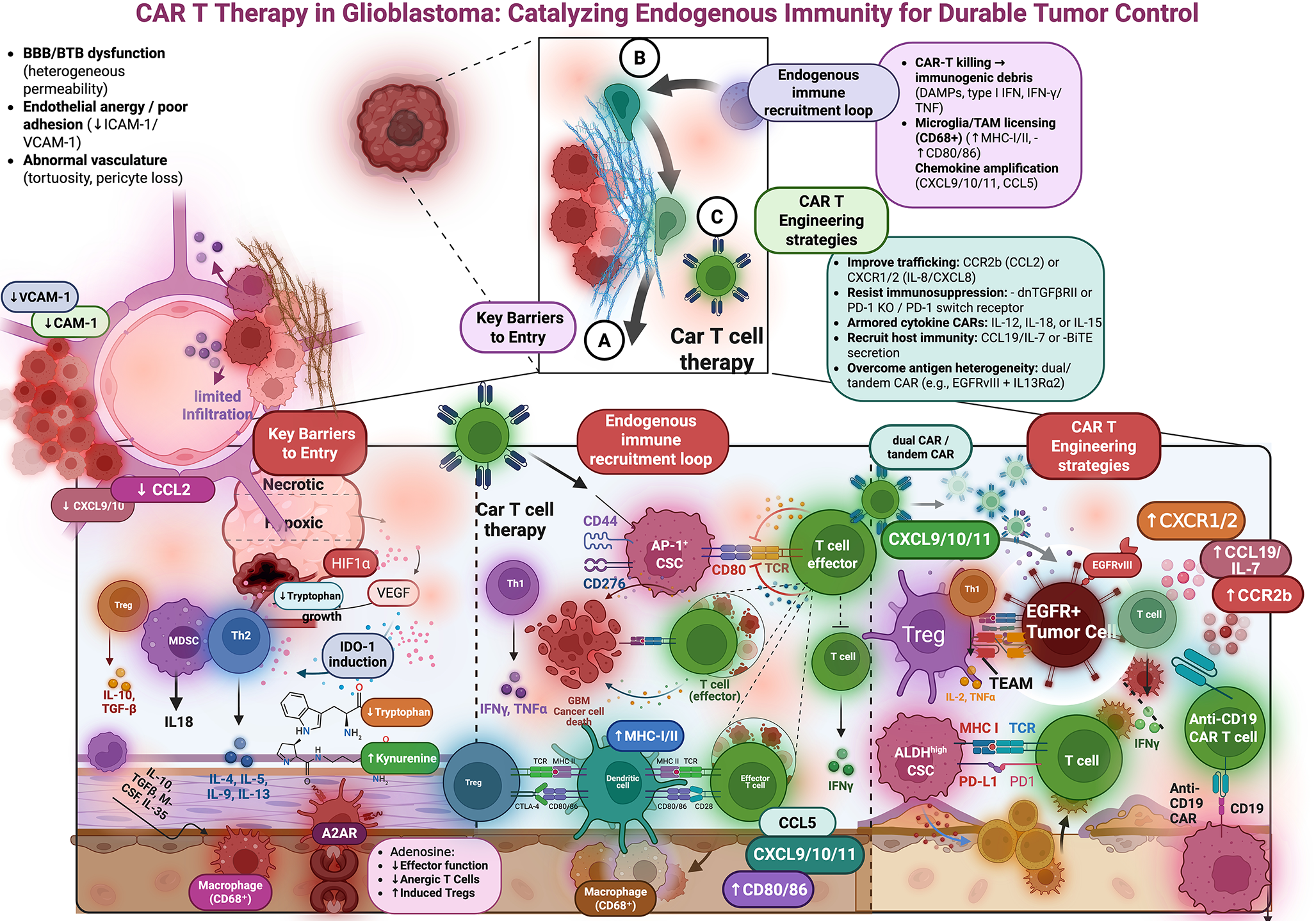 Endogenous immune recruitment in glioblastoma CAR T therapy: cytokine, myeloid, and chemokine circuitry