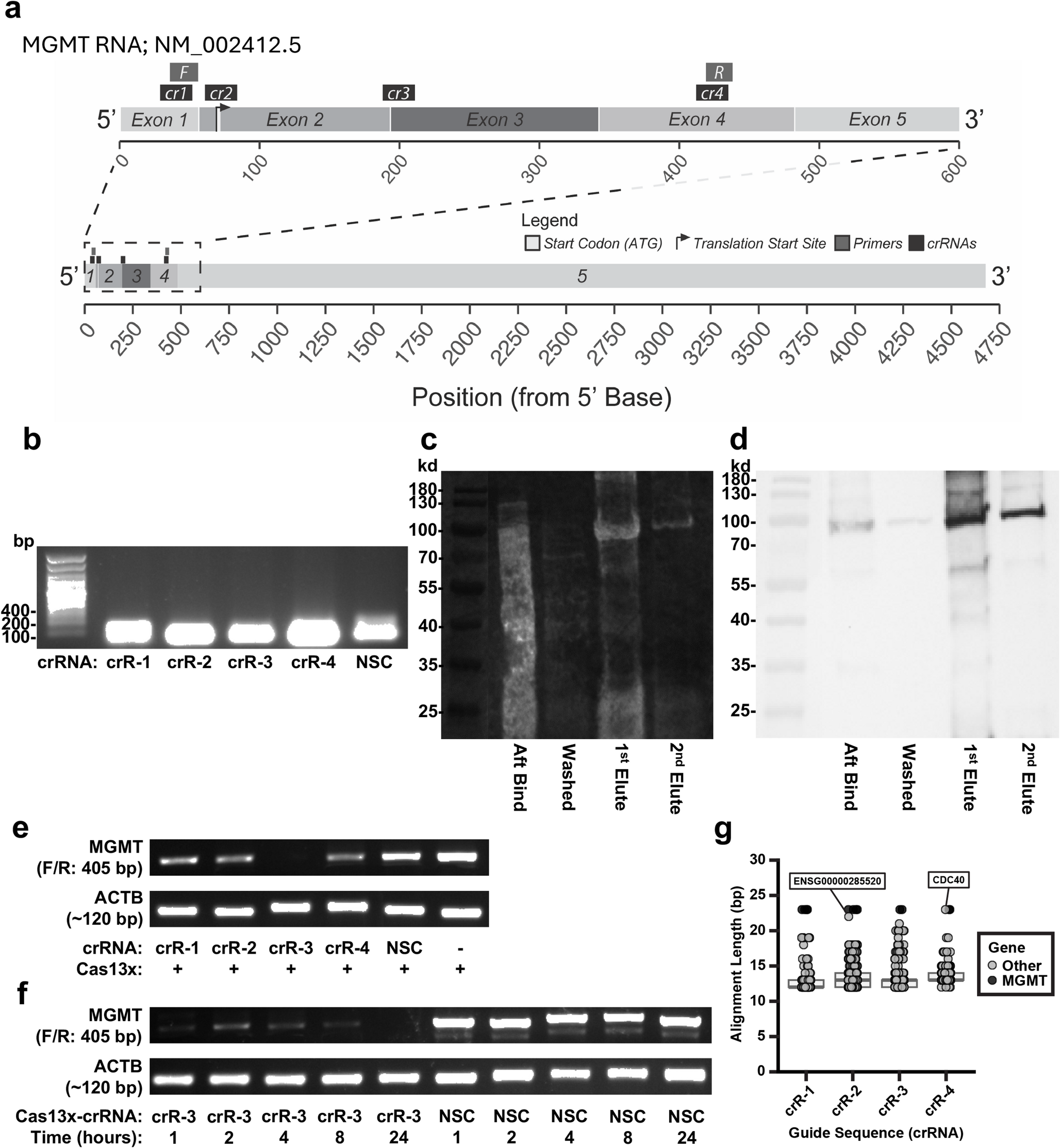 MGMT downregulation by CRISPR/Cas13 RNA-guided RNA targeting enhances glioma cell sensitivity to TMZ chemotherapy