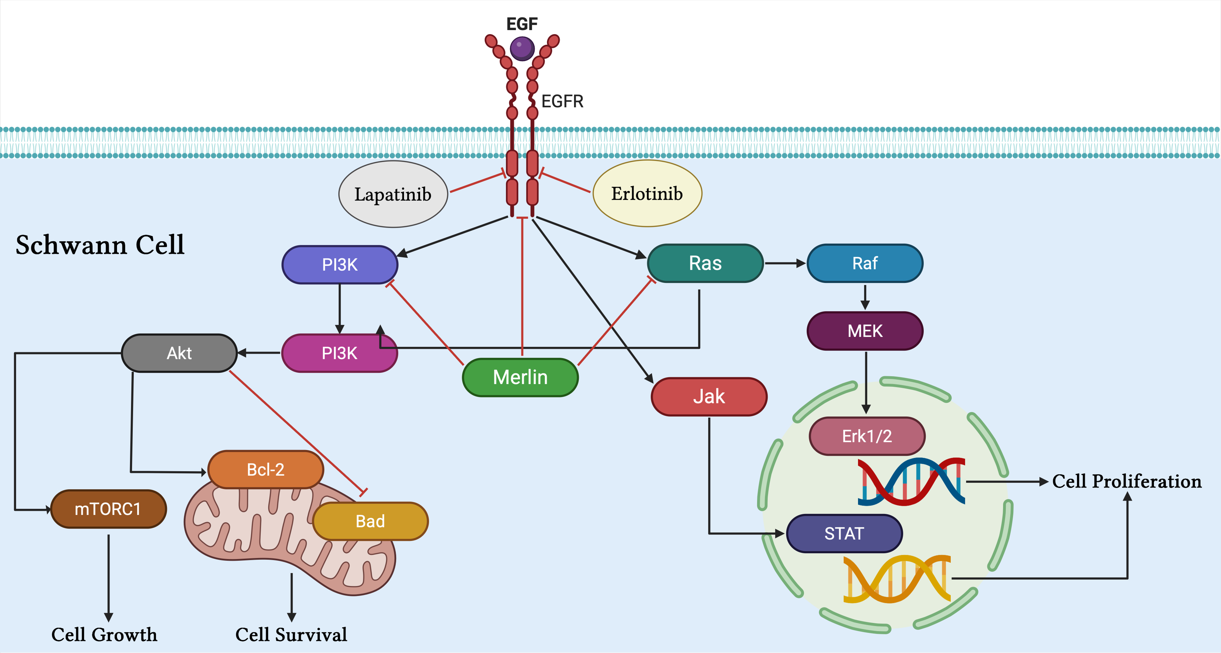 Emerging systemic treatment strategies for vestibular schwannoma