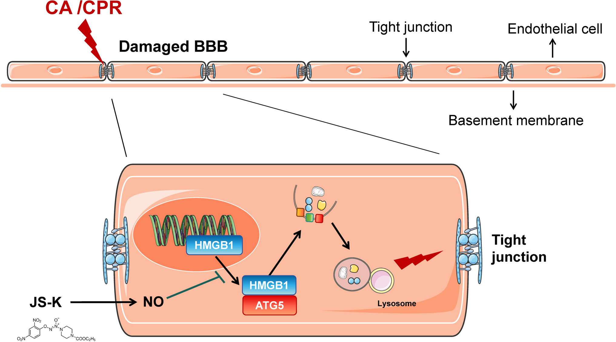 Nitric Oxide Donor Alleviates Cardiac Arrest Induced Blood Brain Barrier Injury by Inhibiting HMGB1-ATG5 Mediated Endothelial