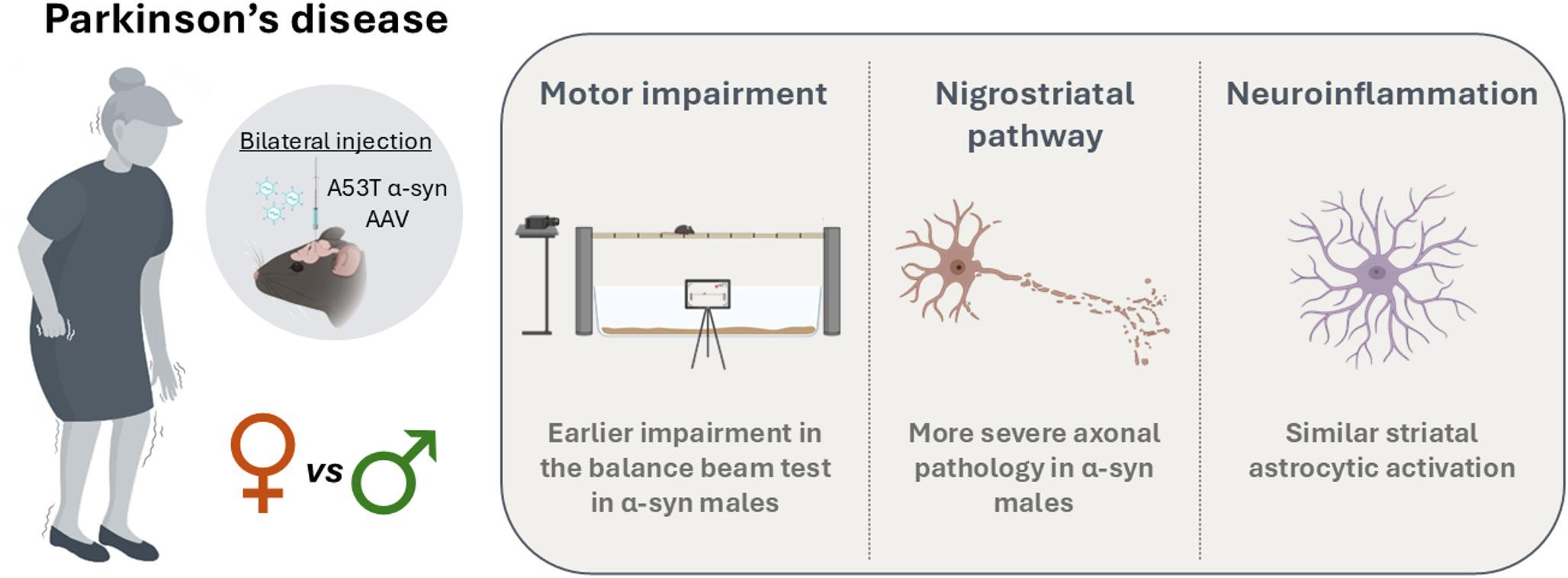 Sex-Dependent Dynamics of Behavioural and Neuropathological Changes in an A53T Alpha-Synuclein Mouse Model of Parkinson’s Disease