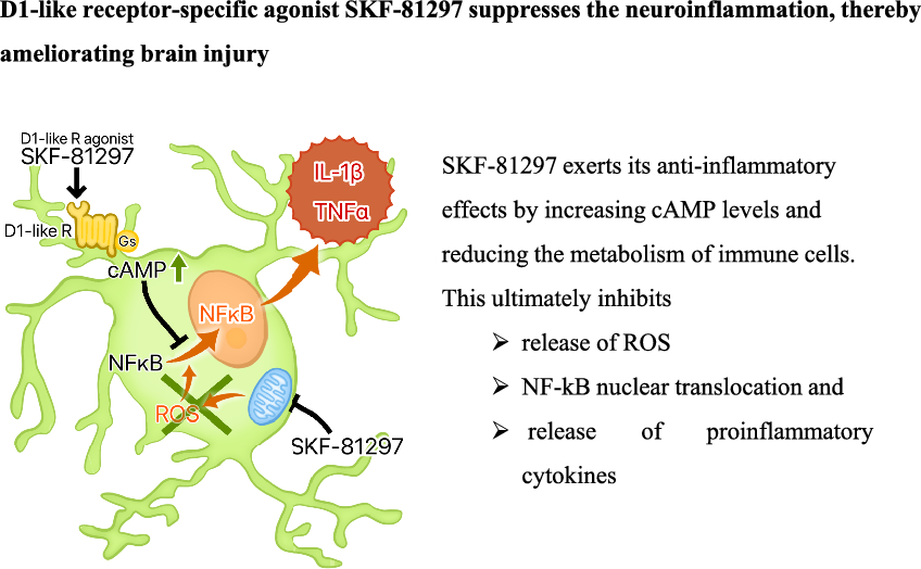 A Dopamine D1-Like Receptor Agonist Ameliorates Traumatic Brain Injury Through its Immunosuppressive Effects