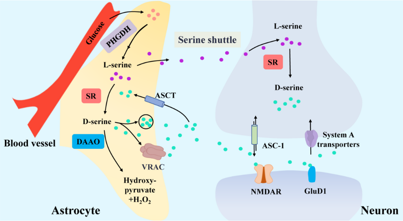 D-serine: A Multitalented Neuromodulator in Brain Function, Systemic Homeostasis, and Disease