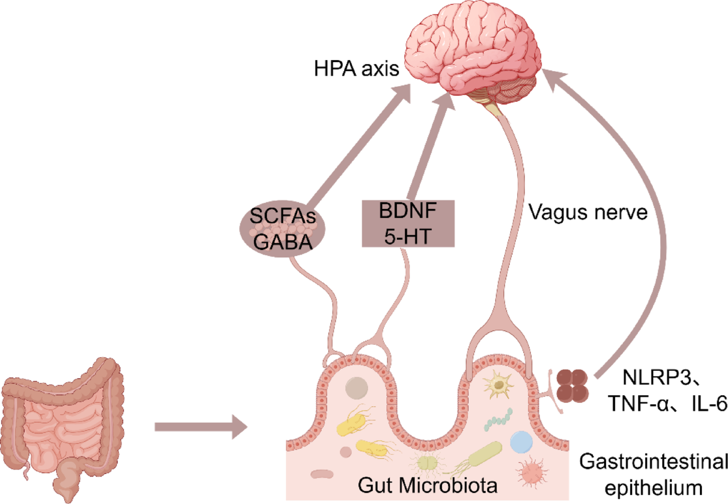 Interactions Between Perioperative Anesthesia Management and Gut Microbiota: Current Research Advances