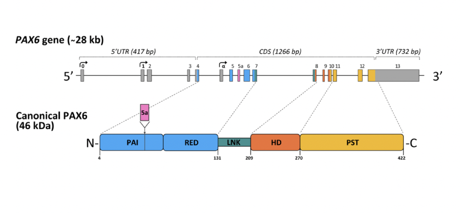 Cooperation of Transcription Factor PAX6 with Chromatin-Remodeling Complex BAF During Embryonic Development in Mammals