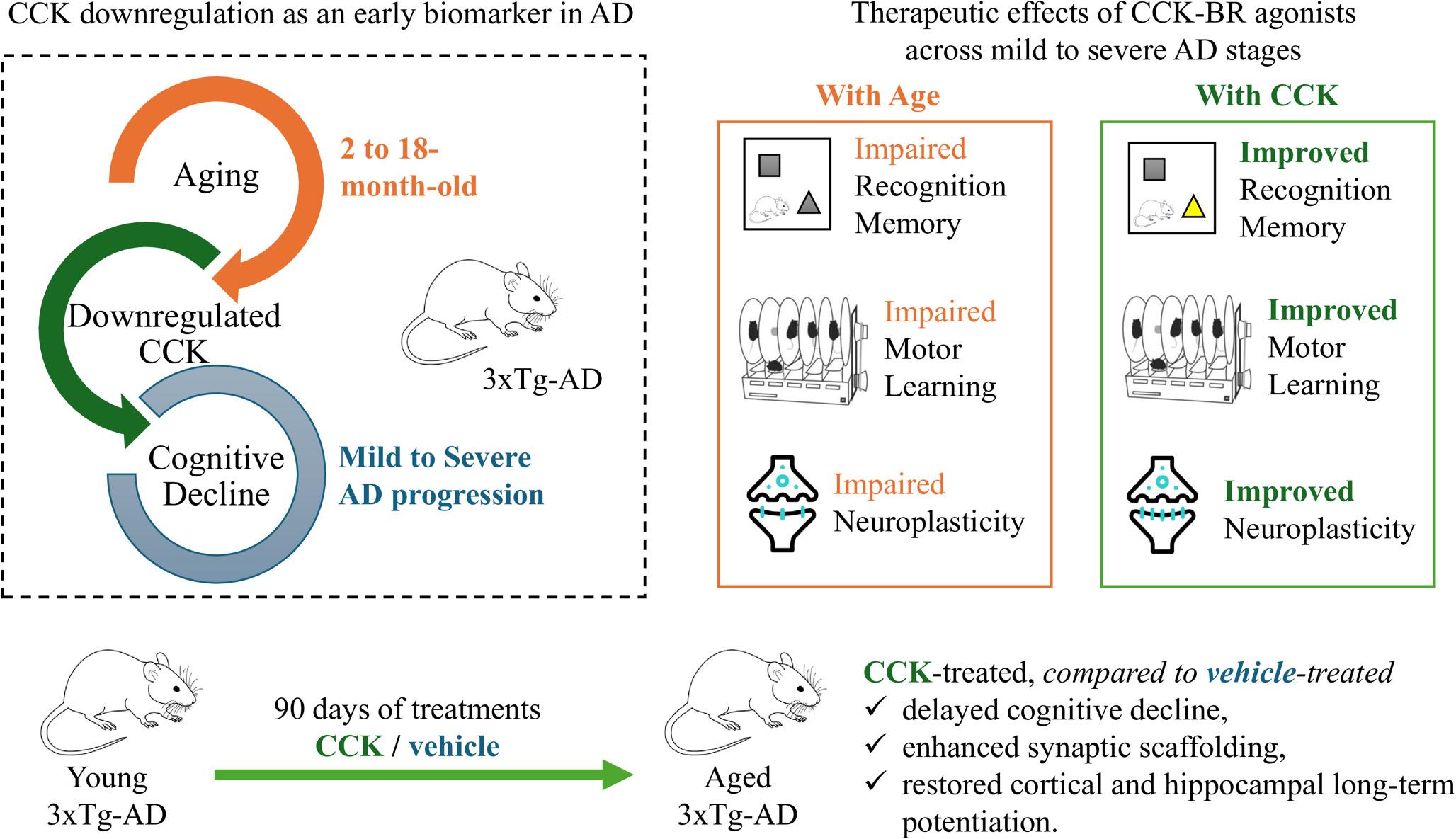 Entorhinal Cholecystokinin in Alzheimer’s Disease: Its Earliest Vulnerability and Rescue Effects Across Different Disease Stages in a Mouse Model