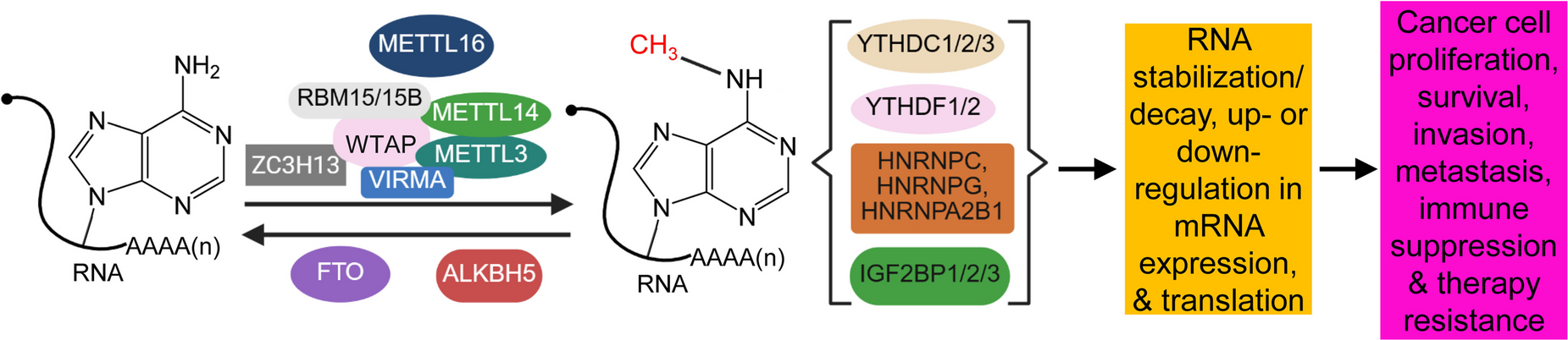 RNA mA modification is a driver and therapeutic target in gastric cancer