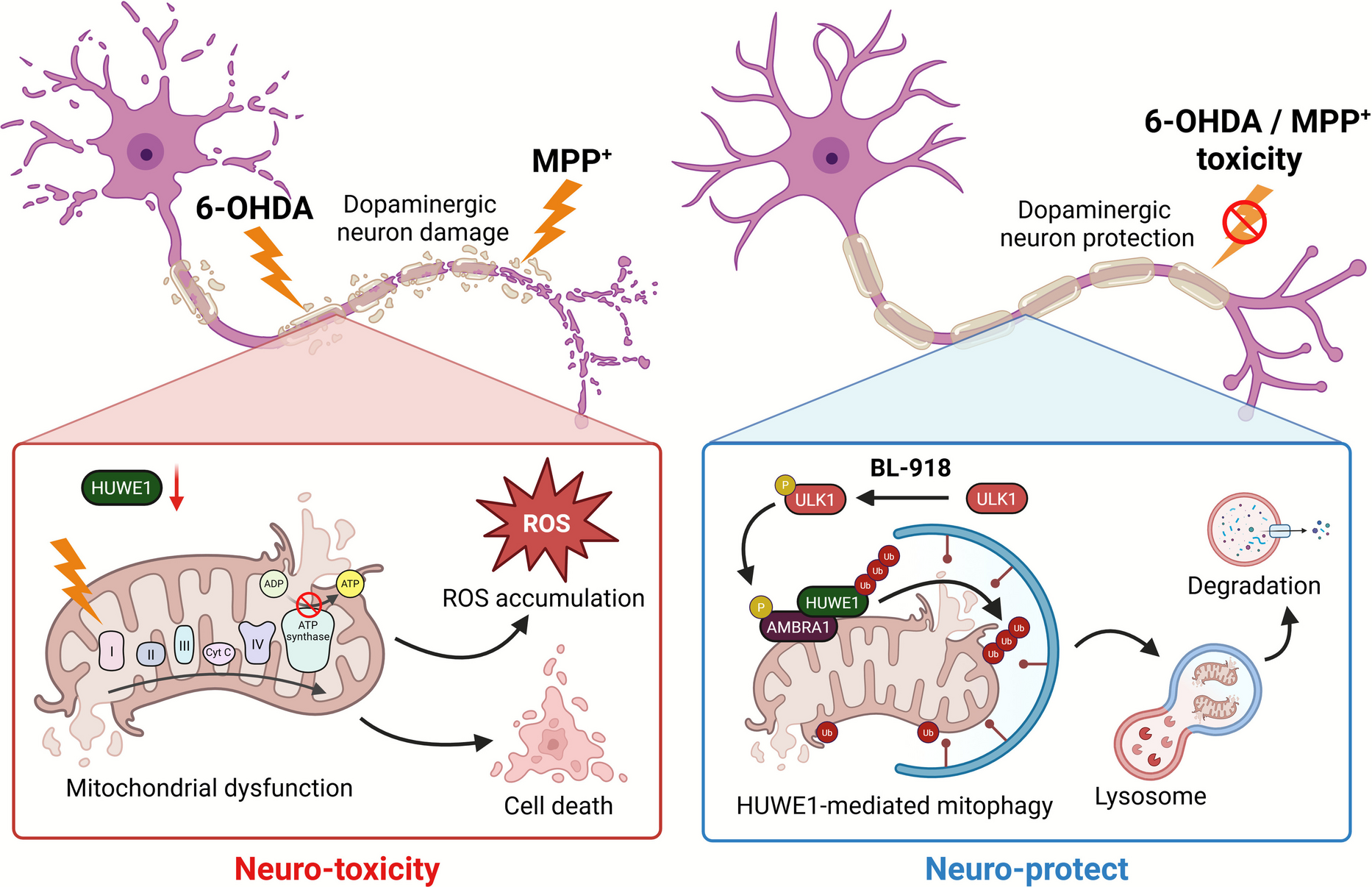 HUWE1 regulates mitophagy to protect dopaminergic neurons from 6-OHDA- and MPP⁺-induced neurotoxicity