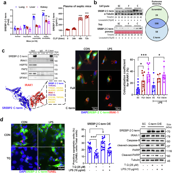 Cleaved SREBP-2 C-terminal fragment noncanonically drives interleukin-1 receptor-associated kinase 1-dependent apoptosis