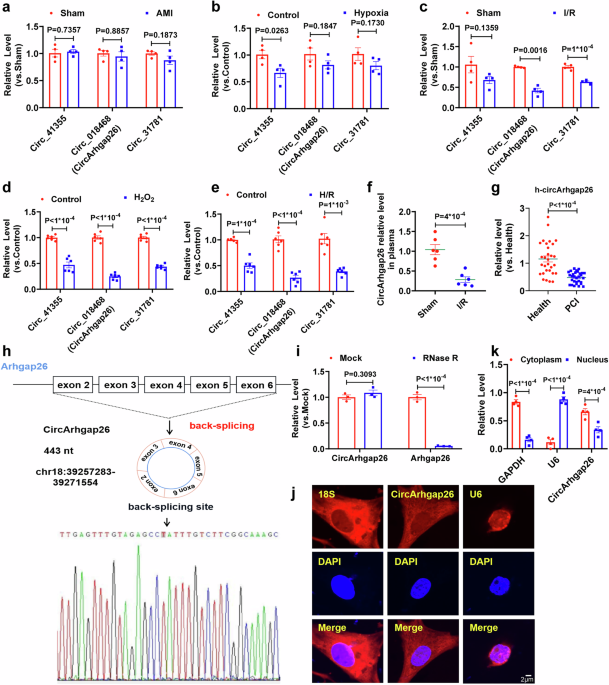 M6A-modified circArhgap26 attenuates cardiac ischemia‒reperfusion injury by suppressing plakophilin-1 palmitoylation