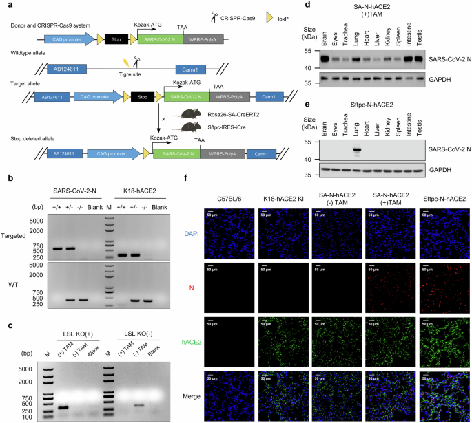 A biosafe mouse model for SARS-CoV-2 infection that more realistically simulates COVID-19 symptoms