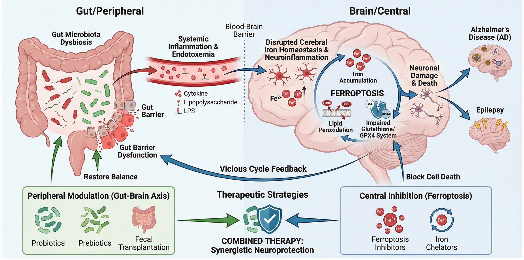 Targeting the Gut-Brain-Ferroptosis Axis: Molecular Mechanisms and Therapeutic Potential in Alzheimer’s Disease and Epilepsy