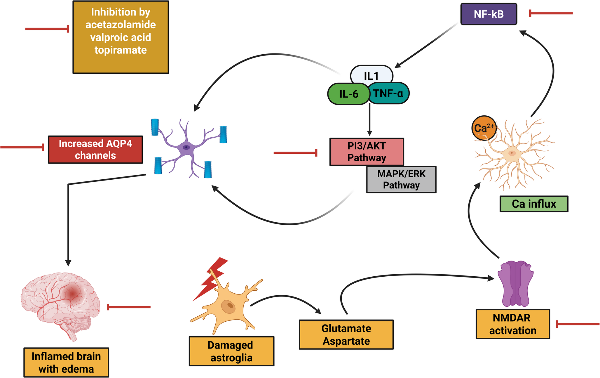 The Protective Role of Aquaporin 4 (AQP4) in Temporal Lobe Epilepsy: Yes or No?