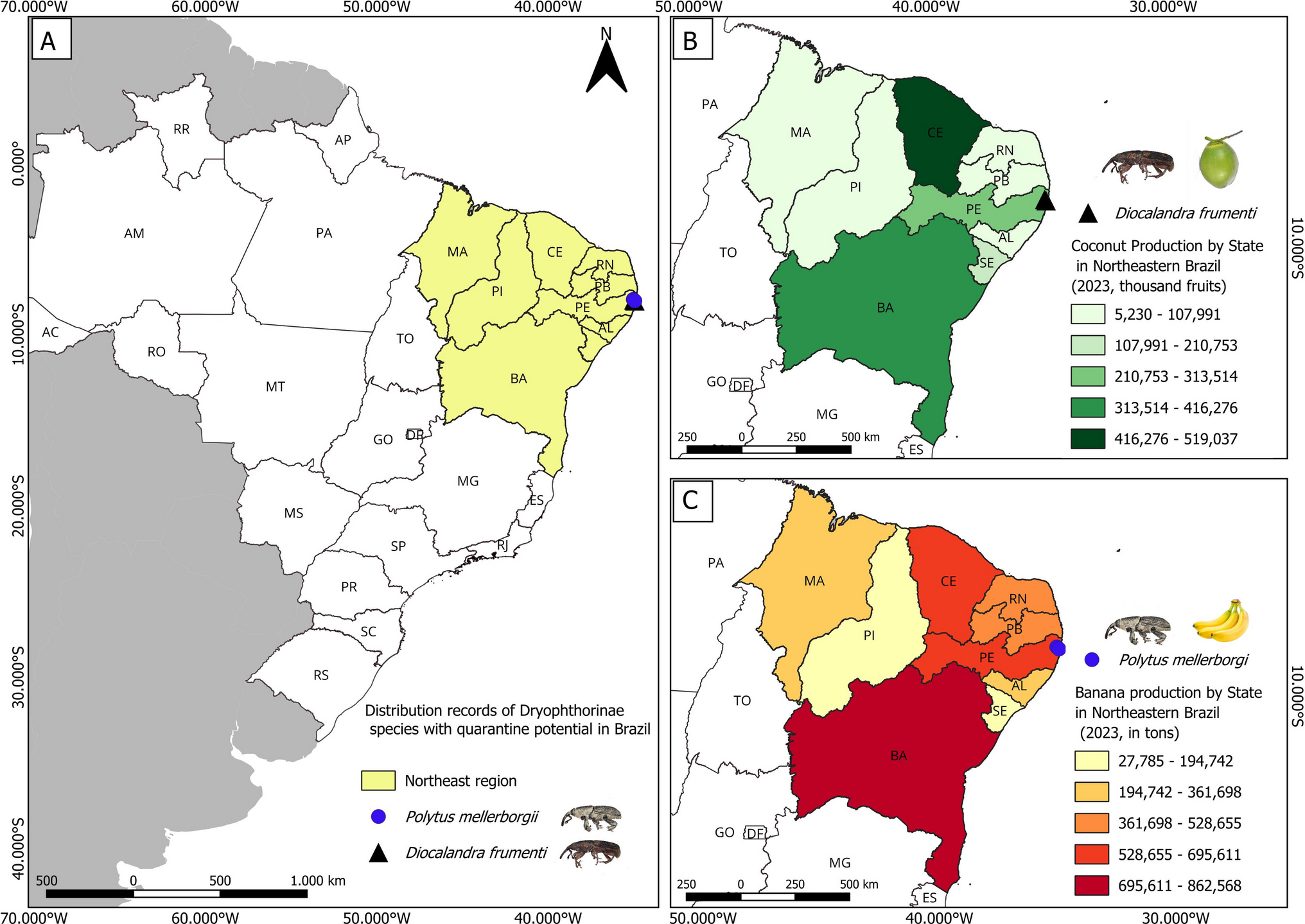 First Records of Two Invasive Weevils (Coleoptera, Curculionidae, Dryophthorinae) in Brazil with Quarantine Potential