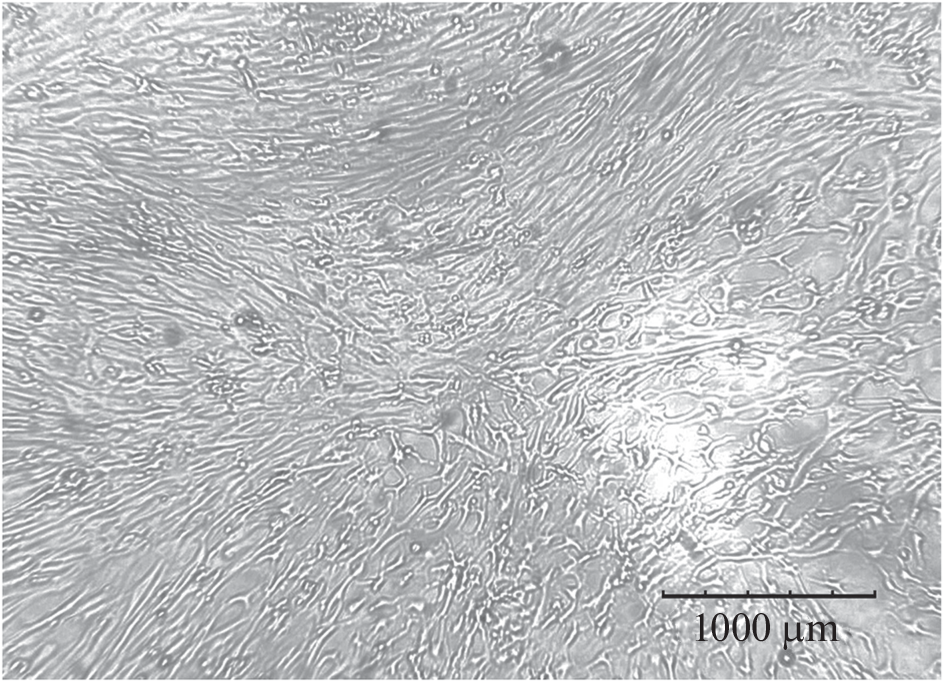 PAPP-A-Mediated Proteolytic Cleavage of IGFBP-4 and Age-Related Changes in the Primary Culture of Rat Astrocytes