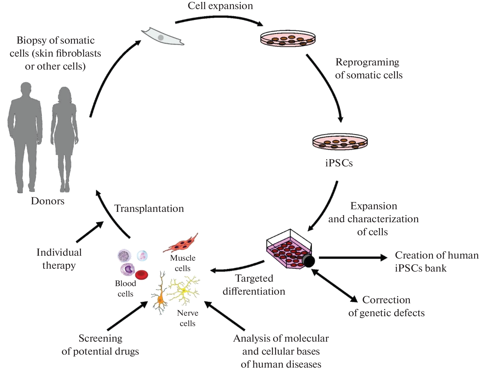 Induced Pluripotent Stem Cells: A Unique Model for Studying the Human Brain in Health and Disease