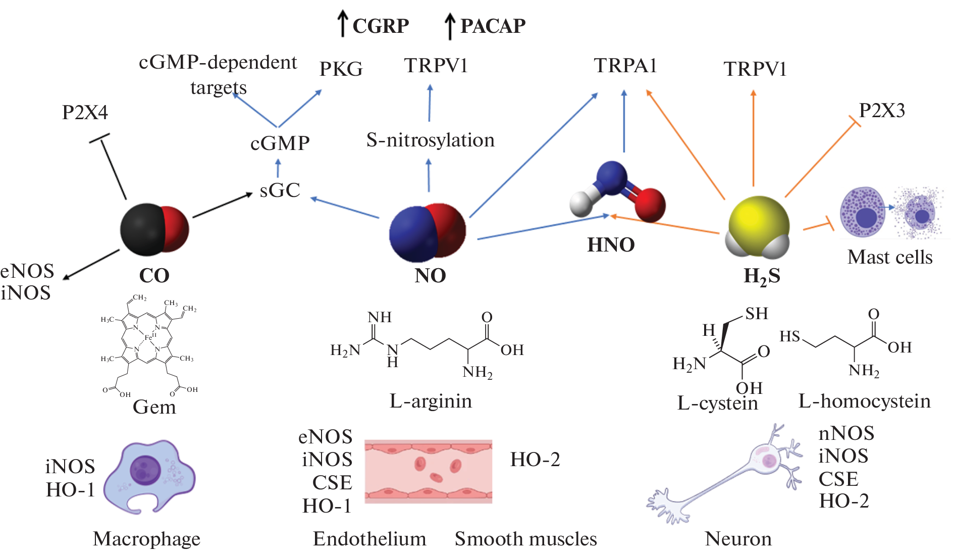 Gasotransmitters (NO, HS, CO) as Contributors to the Nociceptive Process in the Trigeminovascular System