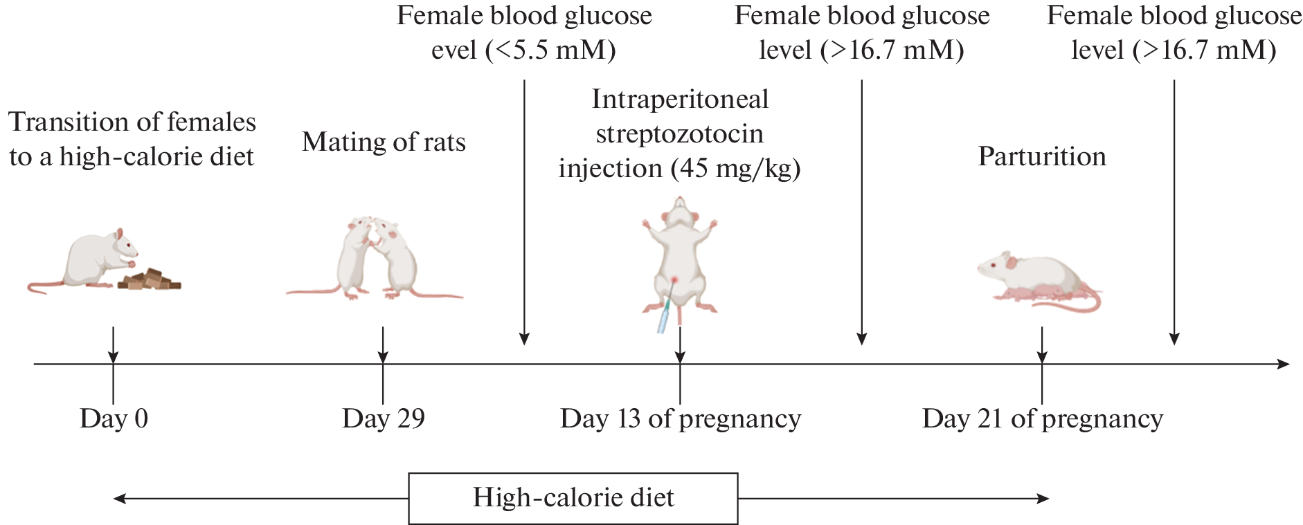Effect of Gestational Diabetes in Female Rats on Brain Astrocyte Functions in Their Offspring