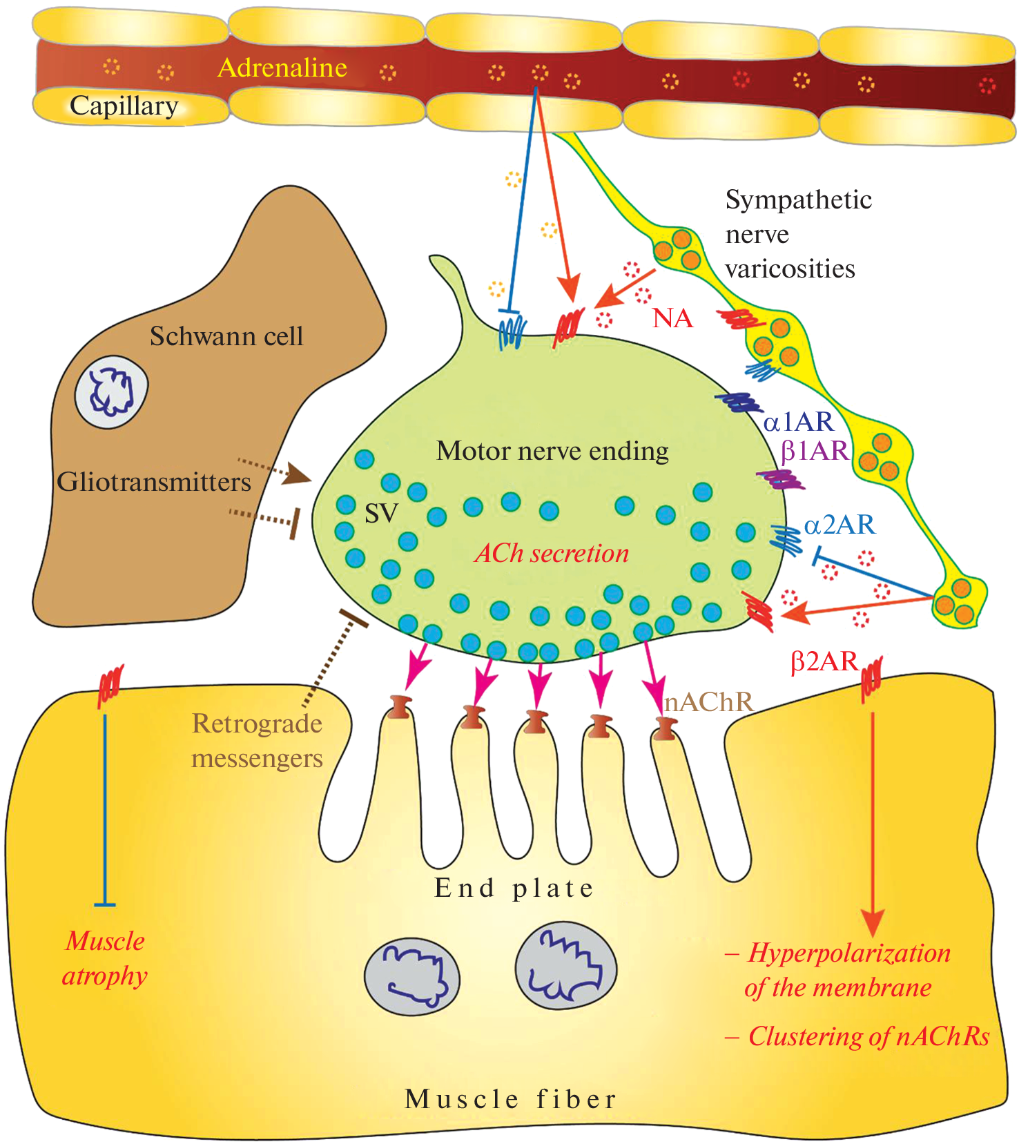 Sympathetic Regulation of Homeostatic Plasticity at the Cholinergic Neuromuscular Junction