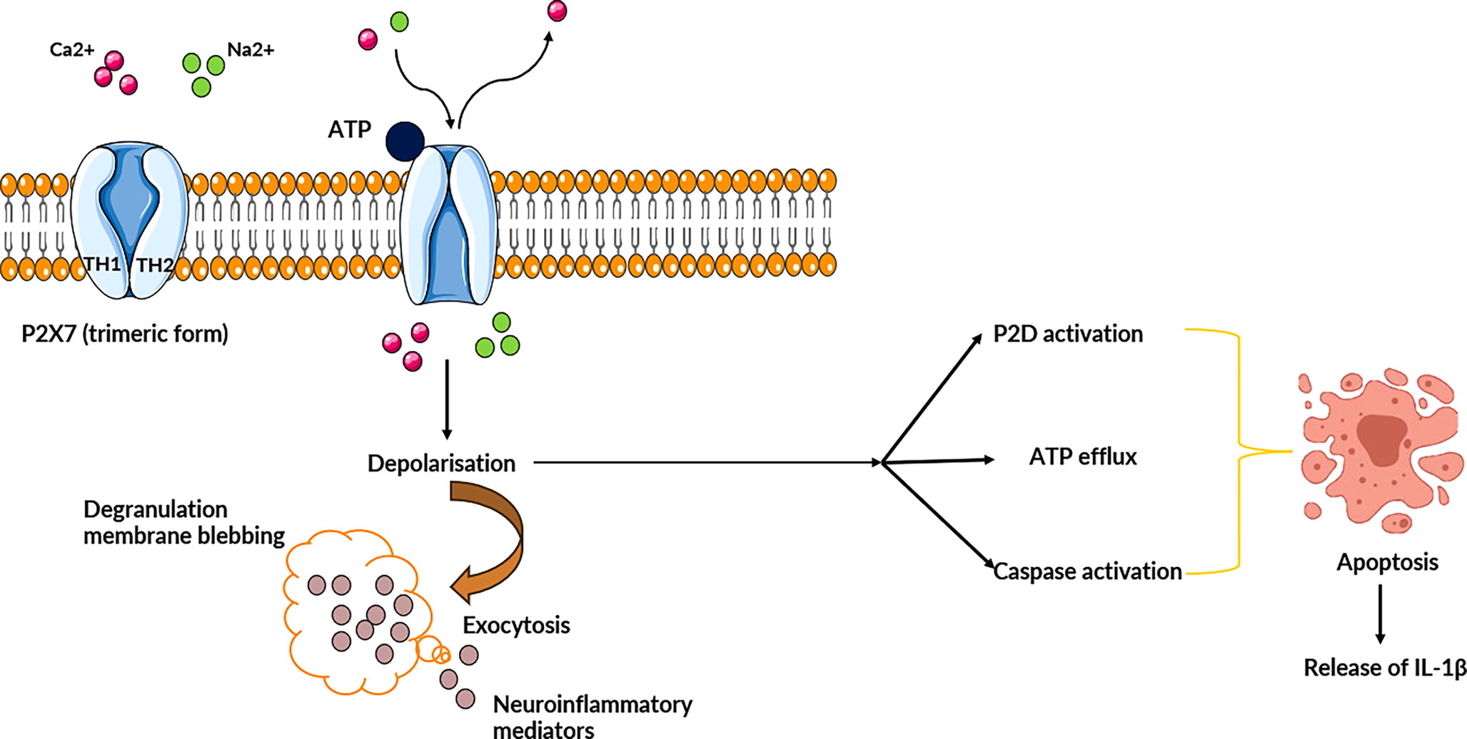 Unlocking the P2X7 Pathway: A Therapeutic Target in Alzheimer’s Disease
