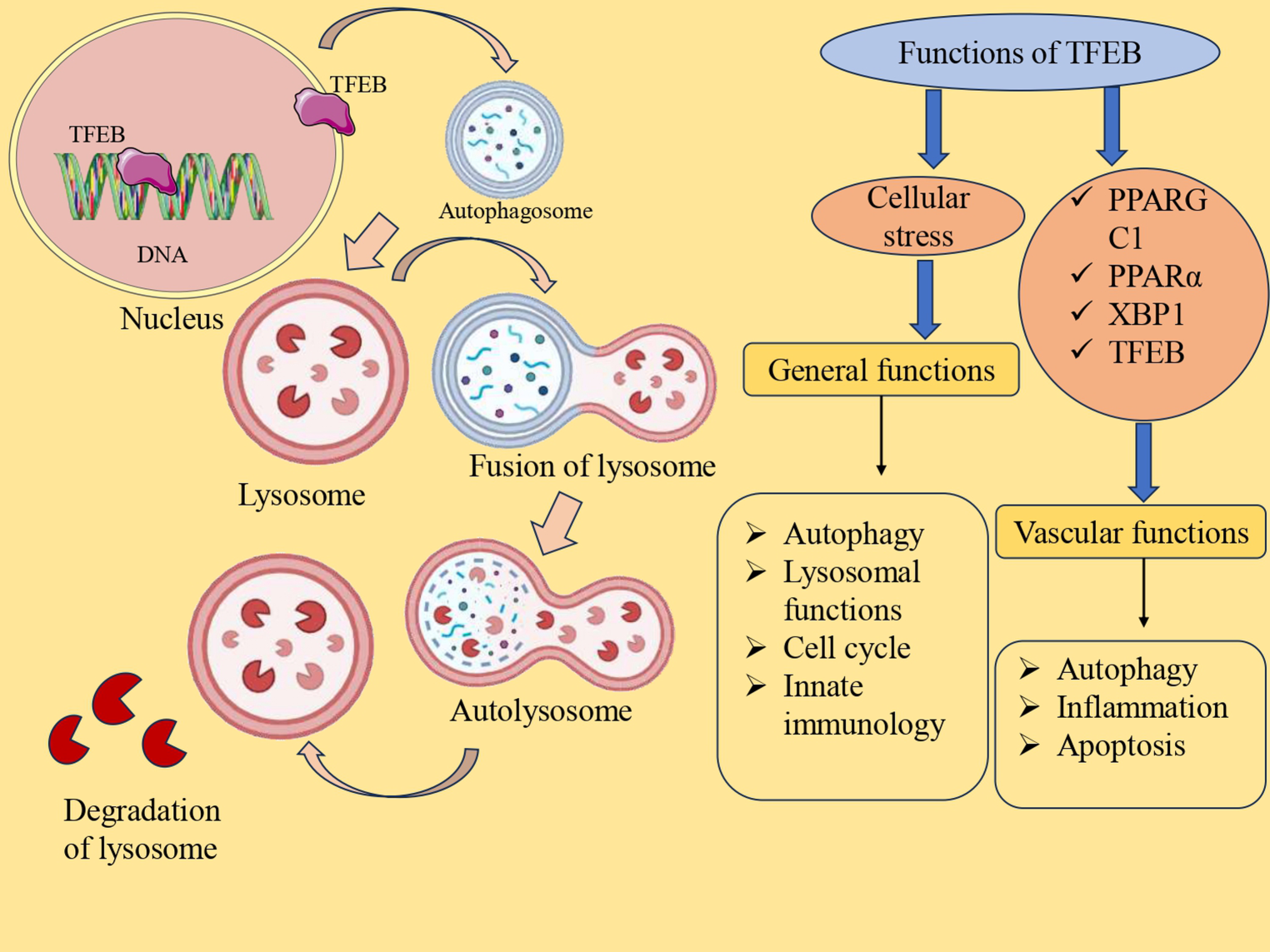 Role of TFEB in parkinson’s disease: pathophysiological insights and therapeutic approaches