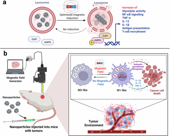 Lysosomal magneto-mechanics rewire immunity